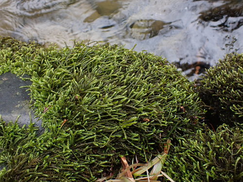 Image of Scleropodium obtusifolium by no rights reserved