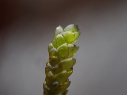Image of Scleropodium obtusifolium by no rights reserved