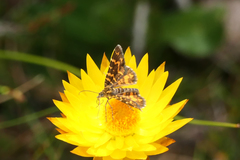 Chrysolarentia chrysocyma