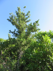 Juniperus bermudiana