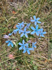 Oxypetalum coeruleum