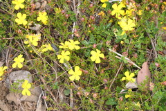Hibbertia procumbens