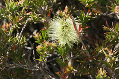 Melaleuca virens