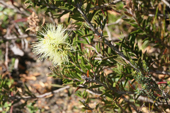 Melaleuca virens