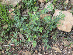 Acmispon grandiflorus