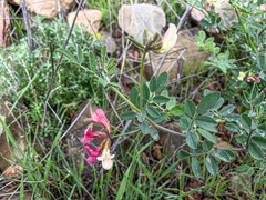 Acmispon grandiflorus
