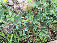 Acmispon grandiflorus