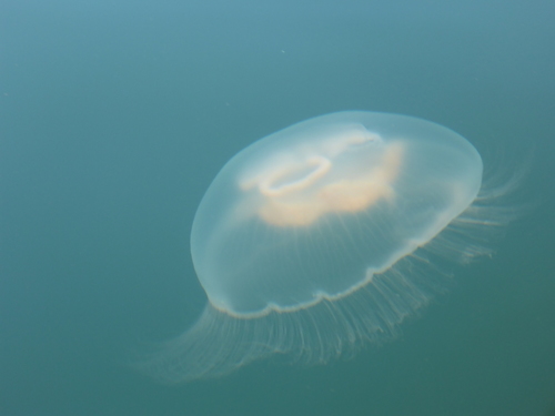 Common Moon Jelly, photo 9 of 10