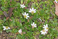 Scaevola hookeri