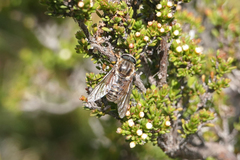 Scaptia jacksonii