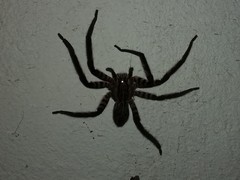 Cupiennius salei