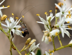 Nemophora sparsella