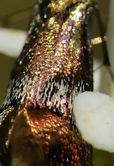Nemophora sparsella