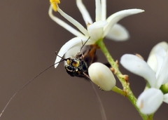 Nemophora sparsella