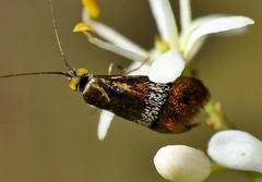 Nemophora sparsella