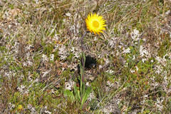 Xerochrysum subundulatum