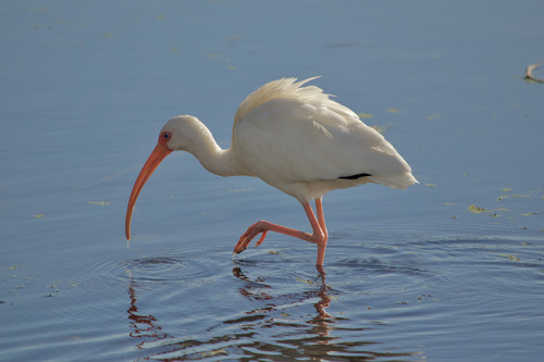 Ibis blanc