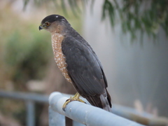 Accipiter cooperii