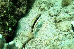 Serranus psittacinus
