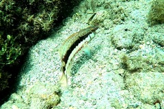 Serranus psittacinus