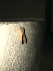 Cypa uniformis