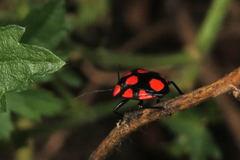 Stiretrus decastigmus