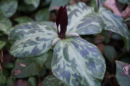 Trillium maculatum image