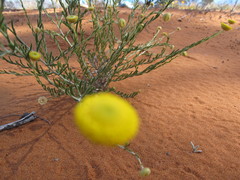 Leptorhynchos baileyi