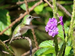 Microchera albocoronata