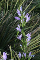 Campanula rapunculus