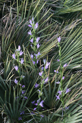 Campanula rapunculus