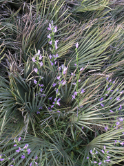 Campanula rapunculus