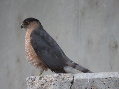 Accipiter cooperii