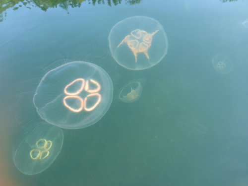 Common Moon Jelly, photo 6 of 10
