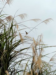 Prinia inornata