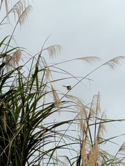 Prinia inornata