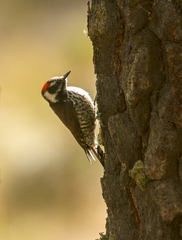 Dryobates stricklandi