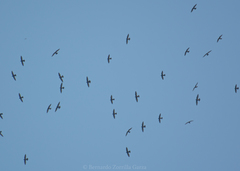 Streptoprocne semicollaris