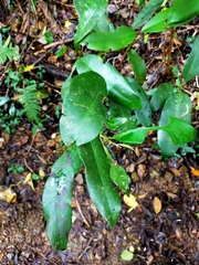 Syzygium kusukusuense