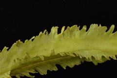 Synchytrium psophocarpi