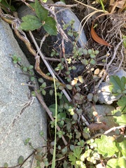 Epilobium microphyllum