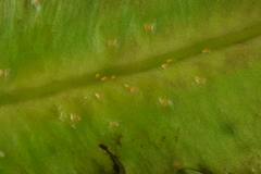 Synchytrium psophocarpi