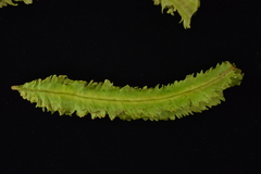 Synchytrium psophocarpi