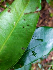 Syzygium kusukusuense