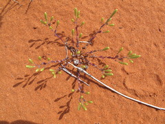 Gnephosis tenuissima