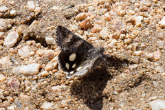 Litocala sexsignata