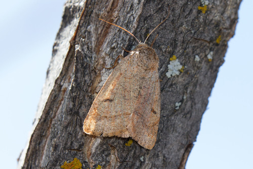 Uncommon Oak Moth