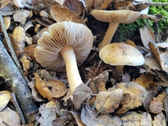Inocybe mixtilis