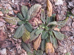 Salvia plebeia