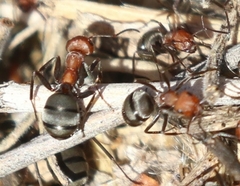 Formica propinqua